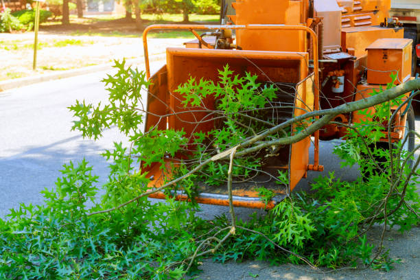 Best Arborist Services Near Me  in Junction, TX